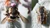 Anthidium manicatum